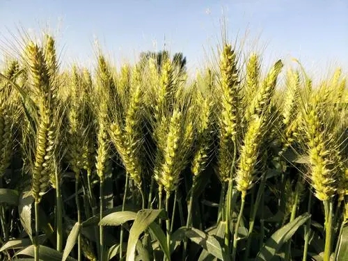 閑置小麥種子脫粒機(jī)保存不當(dāng)會(huì)出現(xiàn)哪些故障？